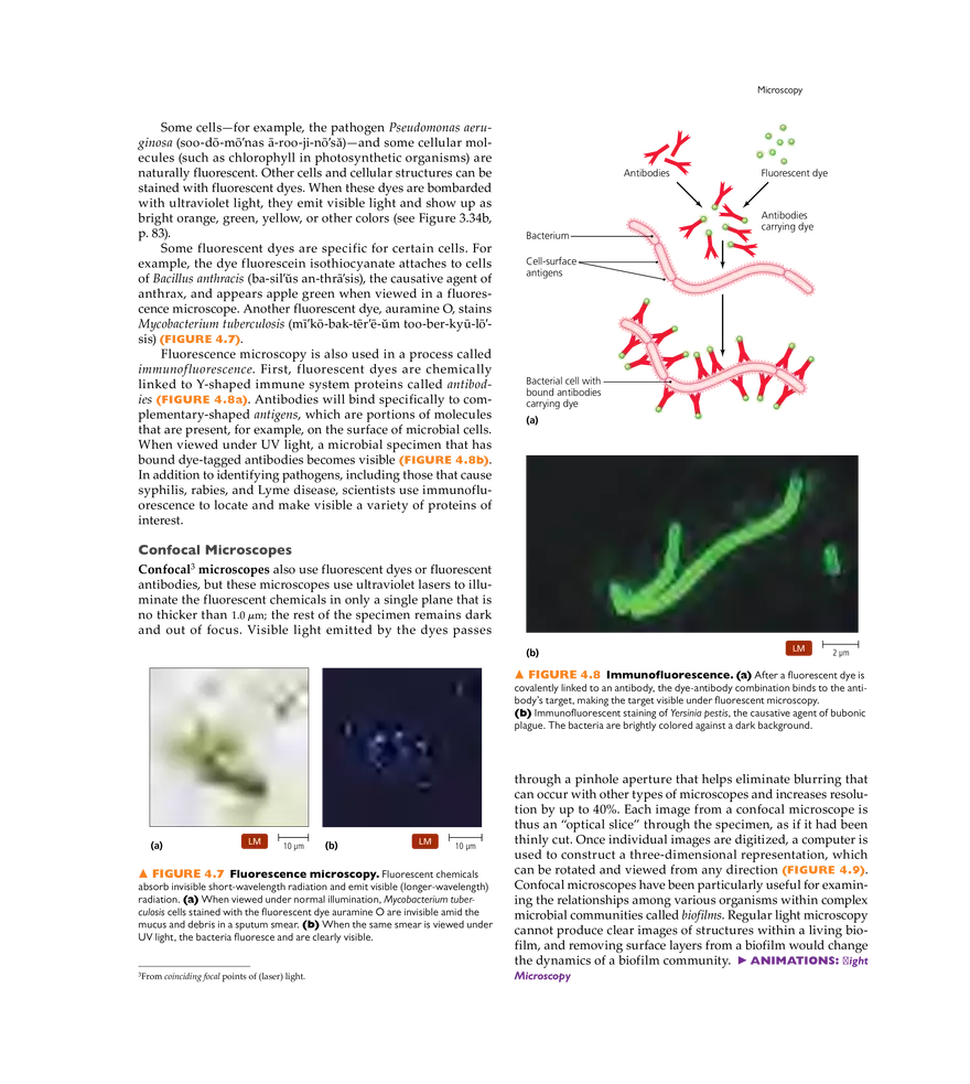 Microscopy, Staining, and Classification - Page 24