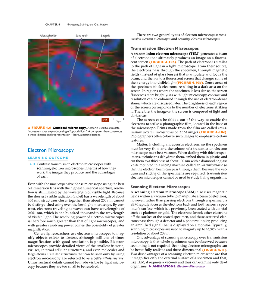 Microscopy, Staining, and Classification - Page 25