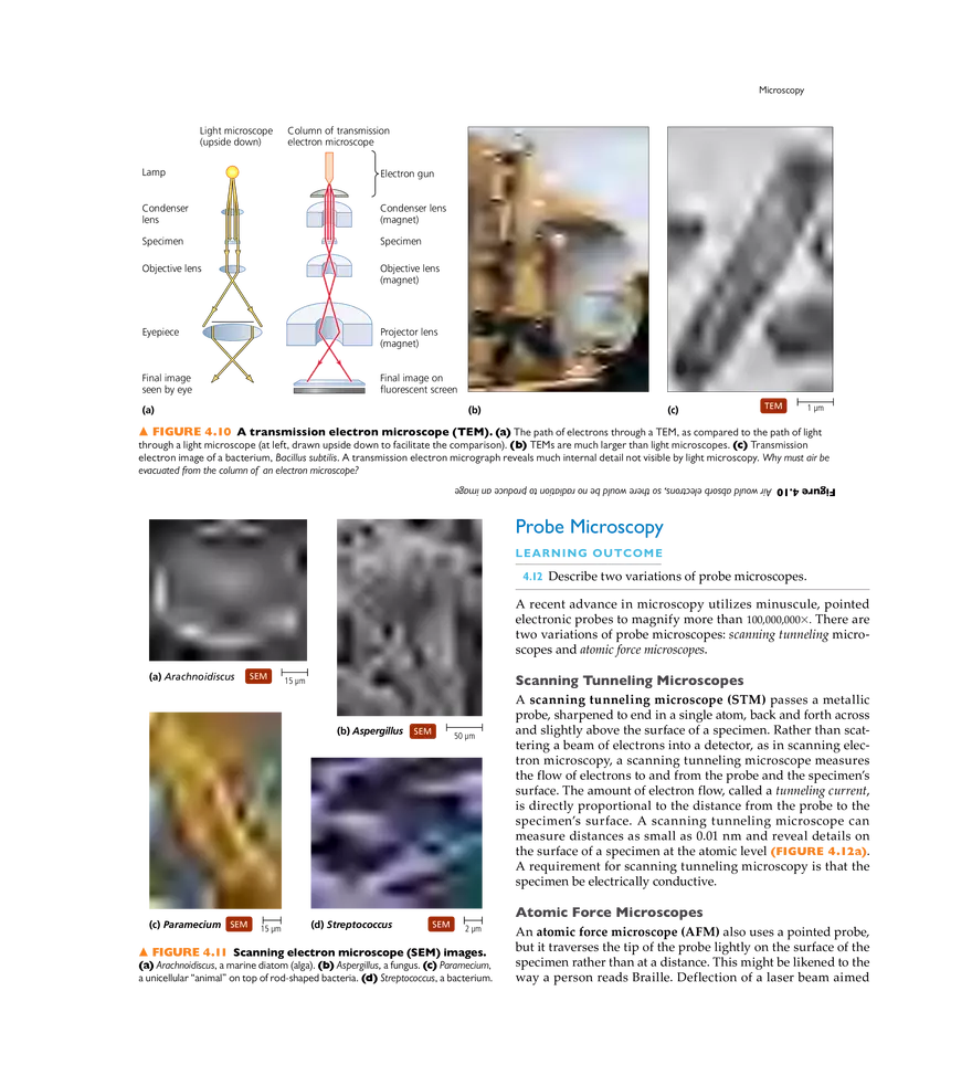 Microscopy, Staining, and Classification - Page 26
