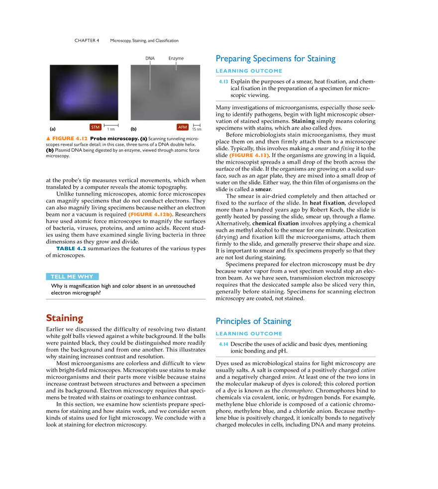 Microscopy, Staining, and Classification - Page 27