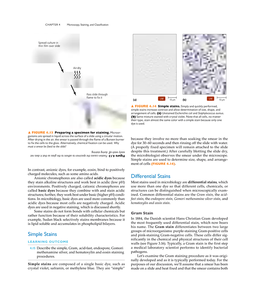 Microscopy, Staining, and Classification - Page 4