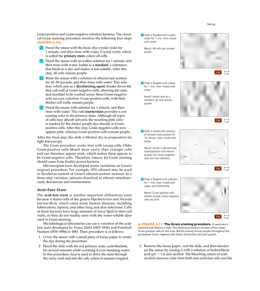 Microscopy, Staining, and Classification - Page 5