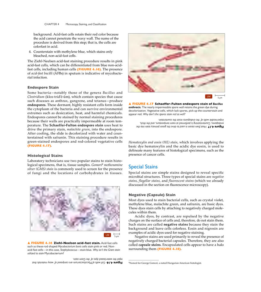 Microscopy, Staining, and Classification - Page 6