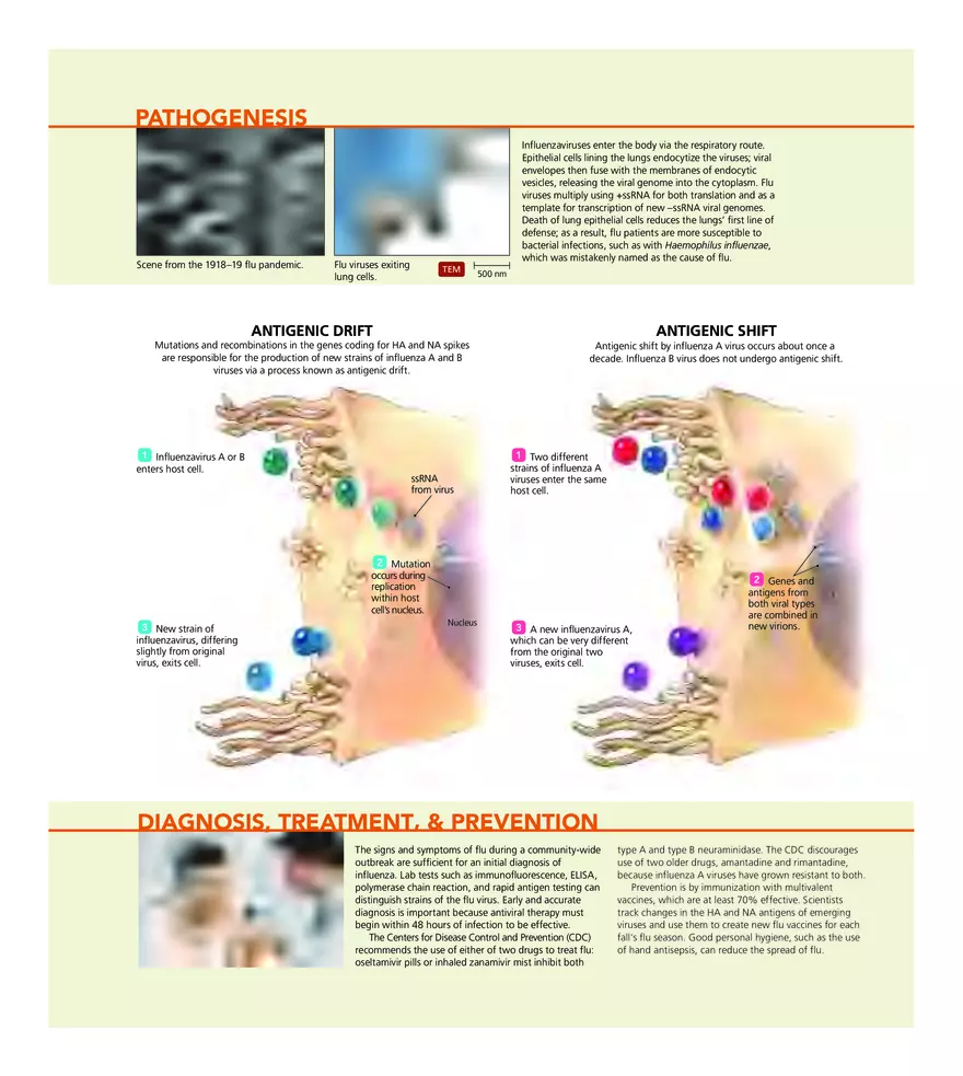 Microbial Diseases of the Respiratory System - Page 15