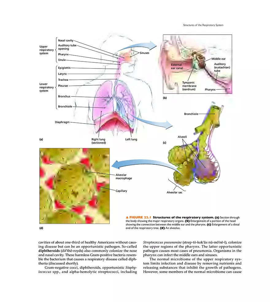 Microbial Diseases of the Respiratory System - Page 2