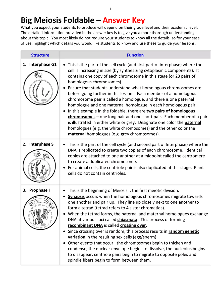 Big Meiosis Foldable – Answer Key - Page 1