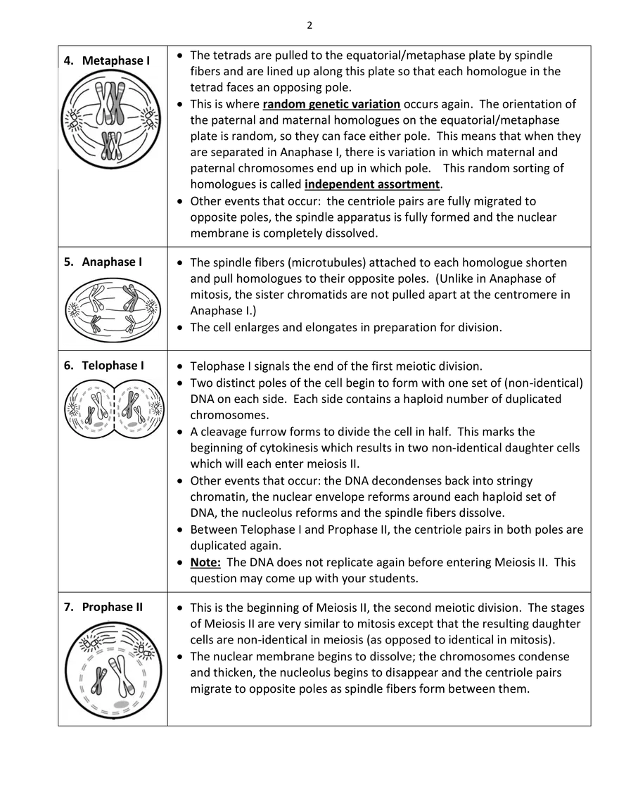 Big Meiosis Foldable – Answer Key - Page 2