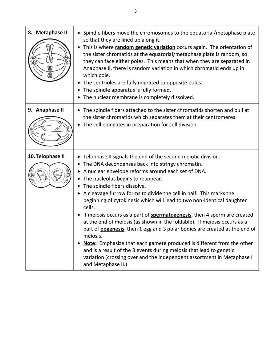 Big Meiosis Foldable – Answer Key - Page 3