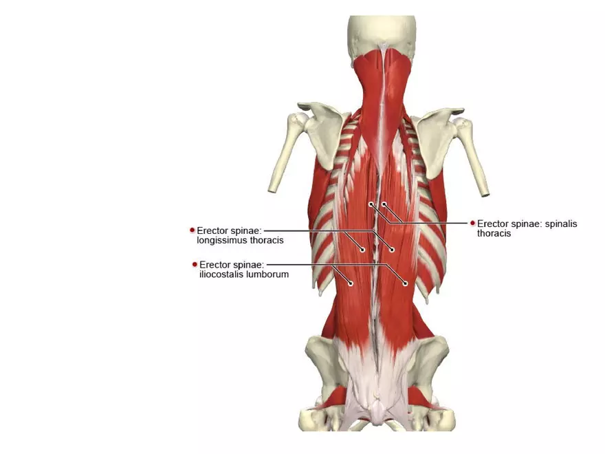 Trunk Muscle - Page 7