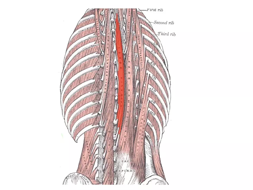 Trunk Muscle - Page 10