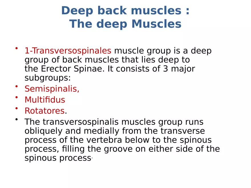 Trunk Muscle - Page 11