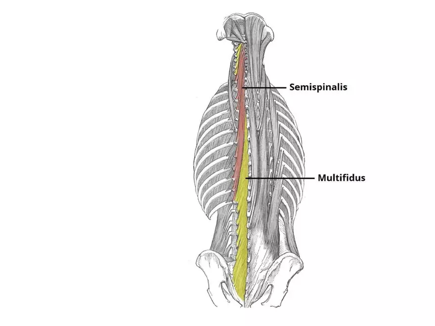 Trunk Muscle - Page 12