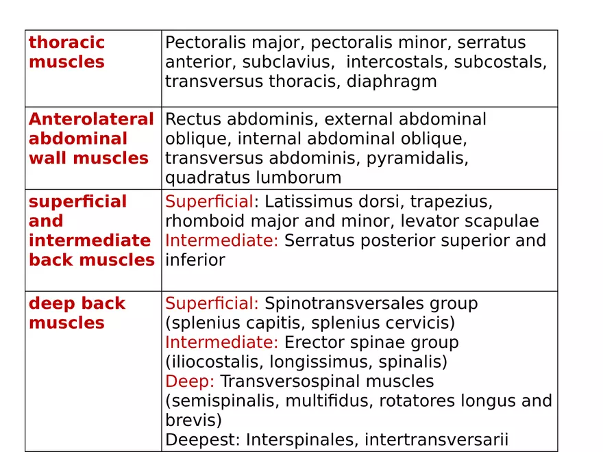Trunk Muscle - Page 13