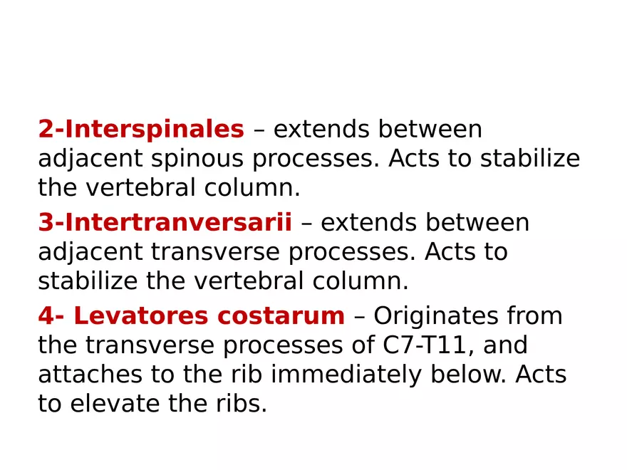 Trunk Muscle - Page 15