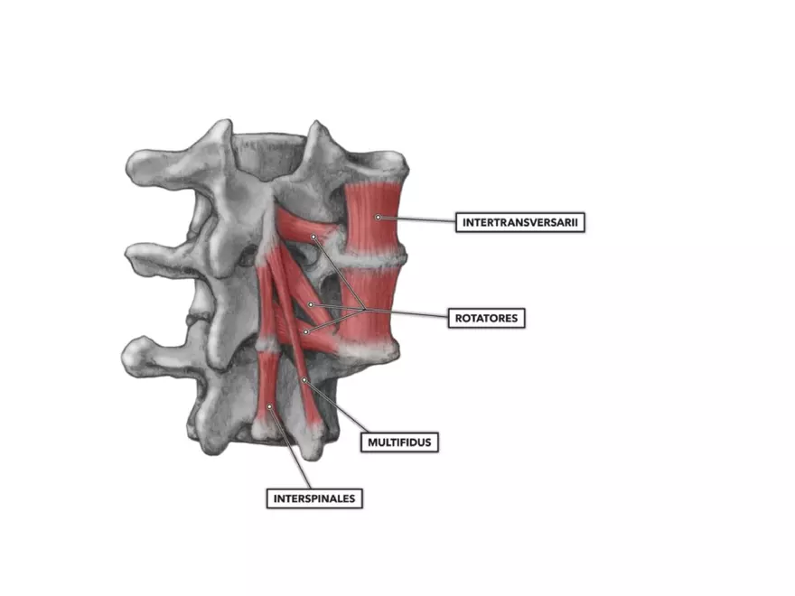 Trunk Muscle - Page 16