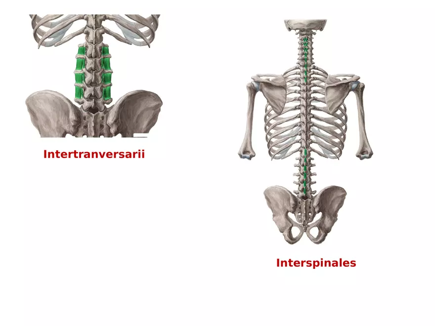 Trunk Muscle - Page 17
