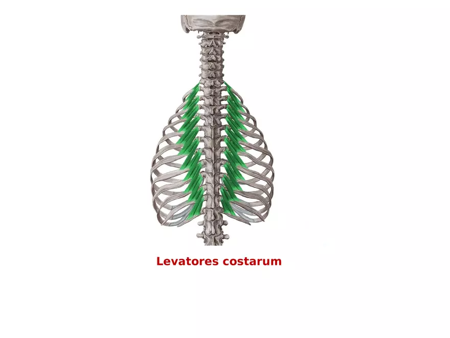 Trunk Muscle - Page 18