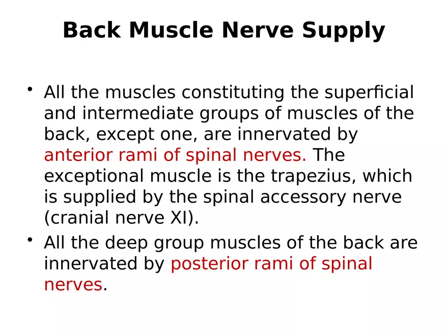 Trunk Muscle - Page 19