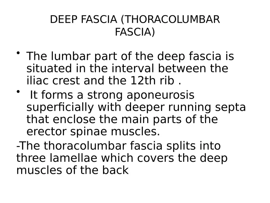 Trunk Muscle - Page 20