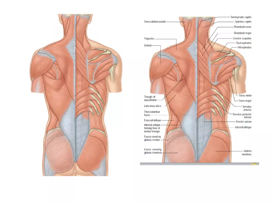 Trunk Muscle - Page 21