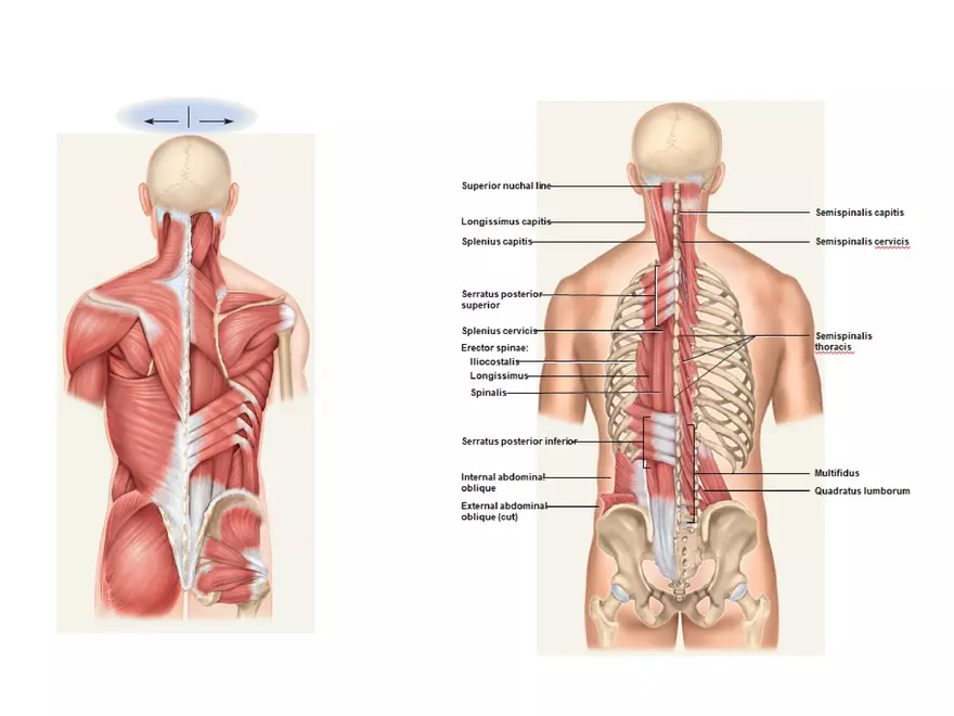 Trunk Muscle - Page 22