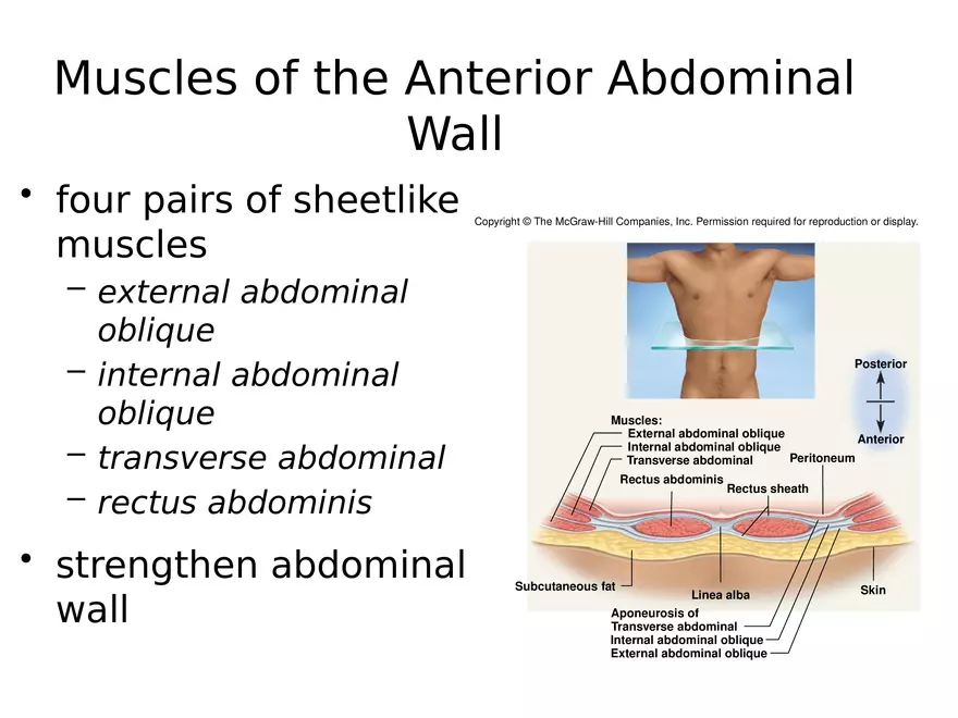 Trunk Muscle - Page 23