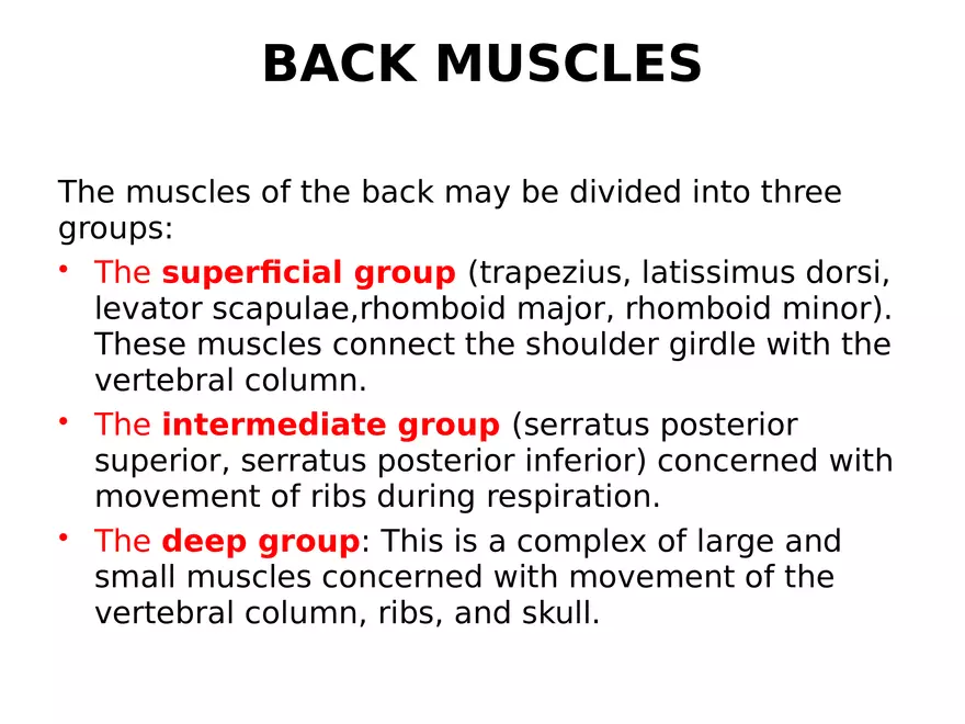 Trunk Muscle - Page 24