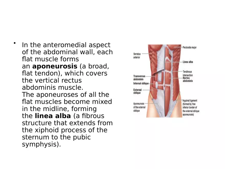 Trunk Muscle - Page 26