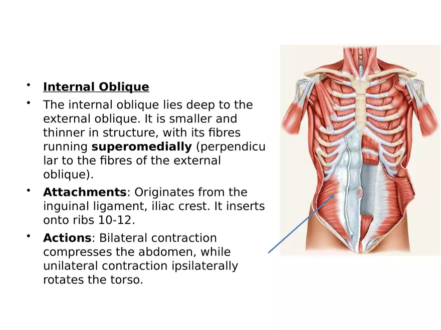 Trunk Muscle - Page 28