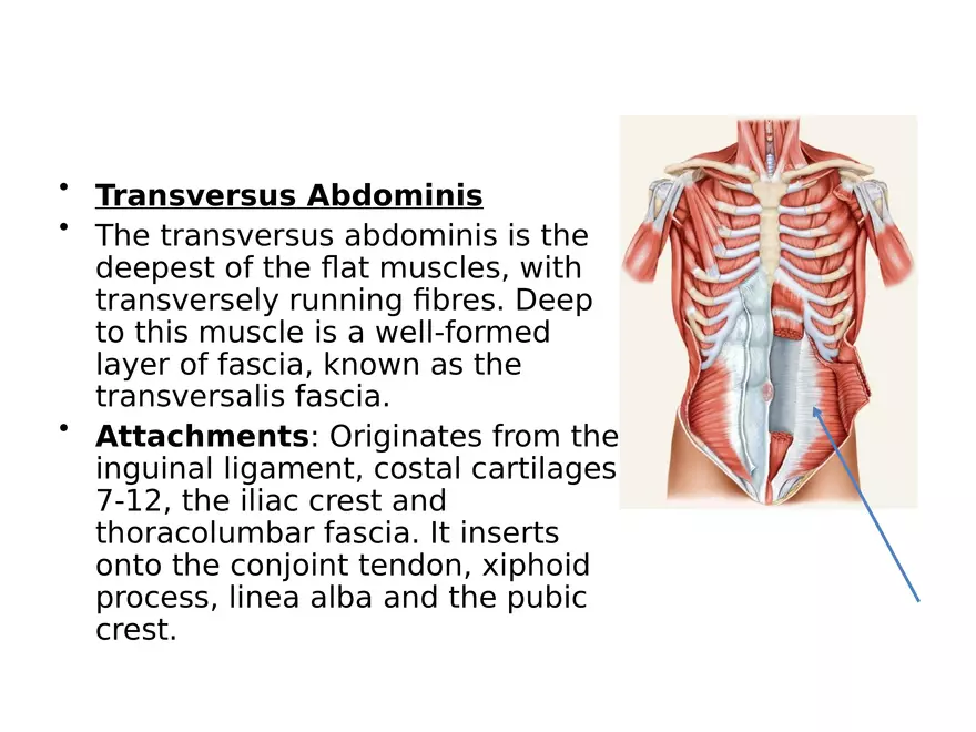 Trunk Muscle - Page 29