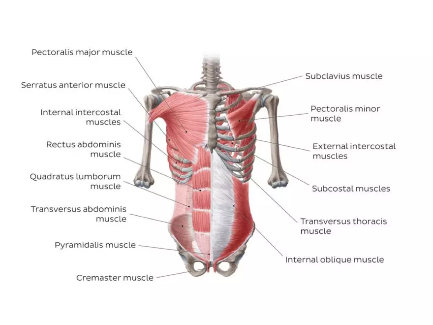 Trunk Muscle - Page 31