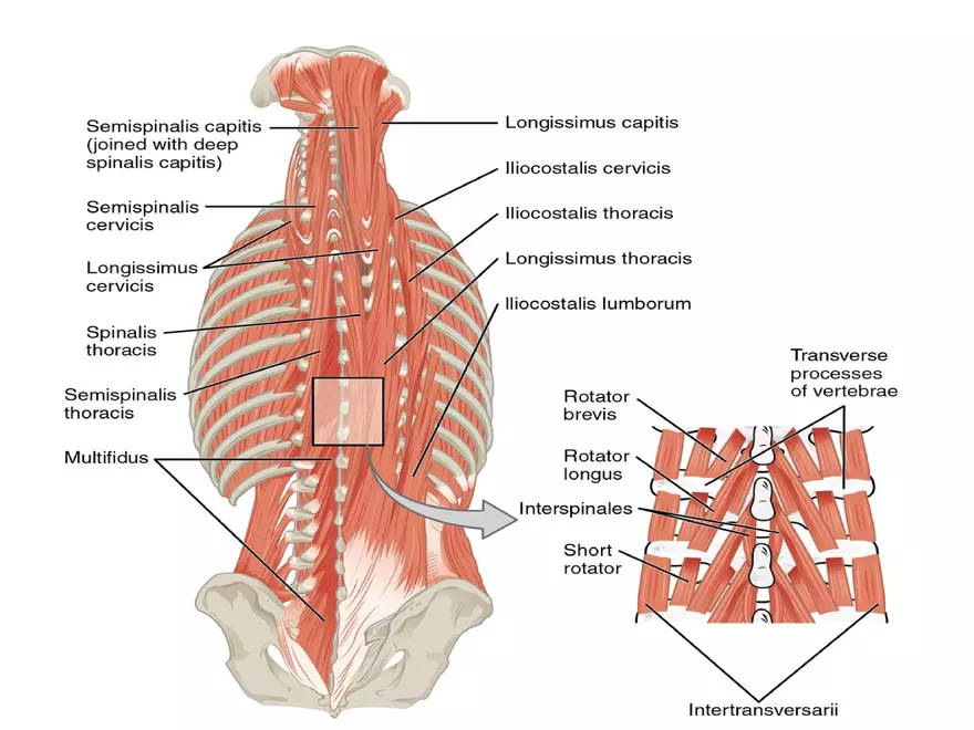 Trunk Muscle - Page 33