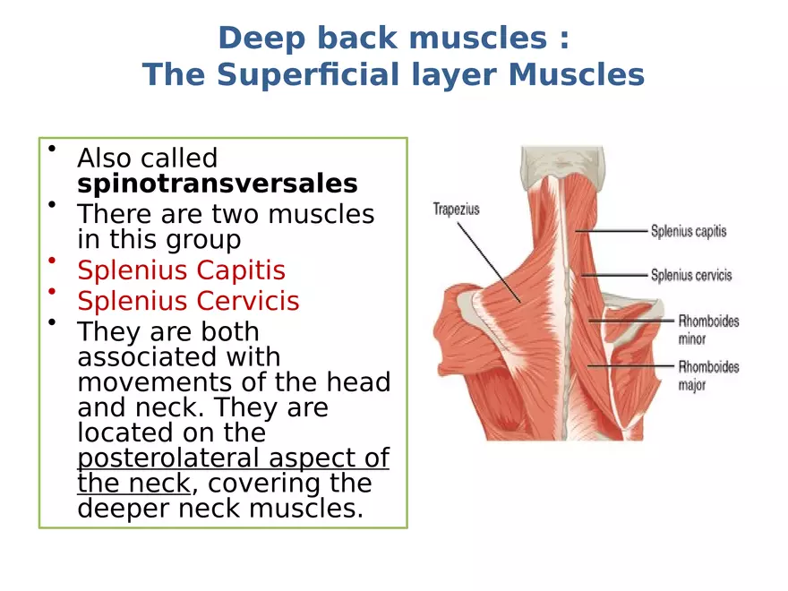 Trunk Muscle - Page 34
