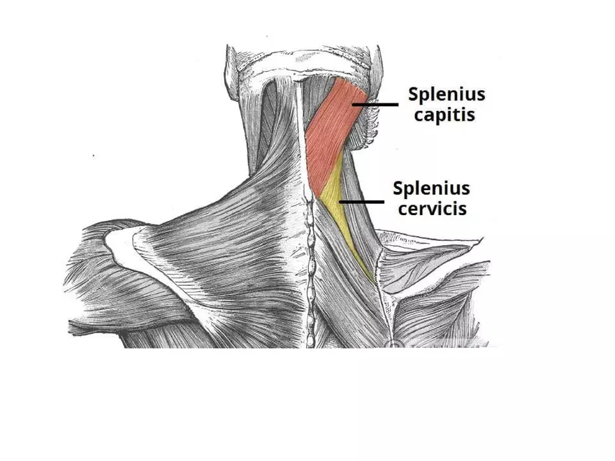 Trunk Muscle - Page 35