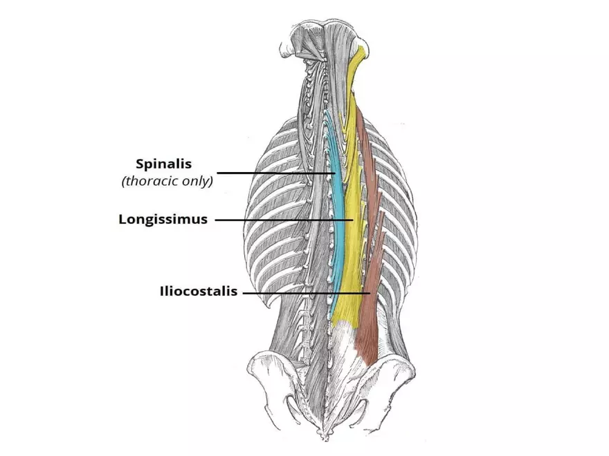 Trunk Muscle - Page 37