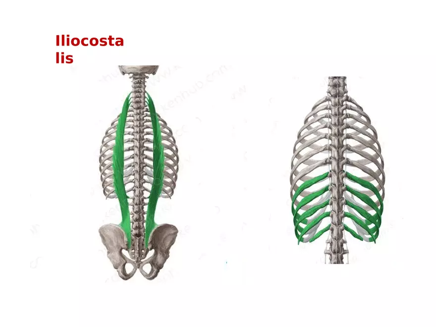 Trunk Muscle - Page 4