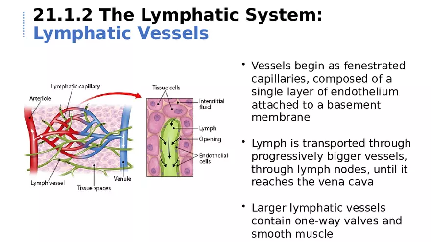 21.1 Lymphatic System - Page 7