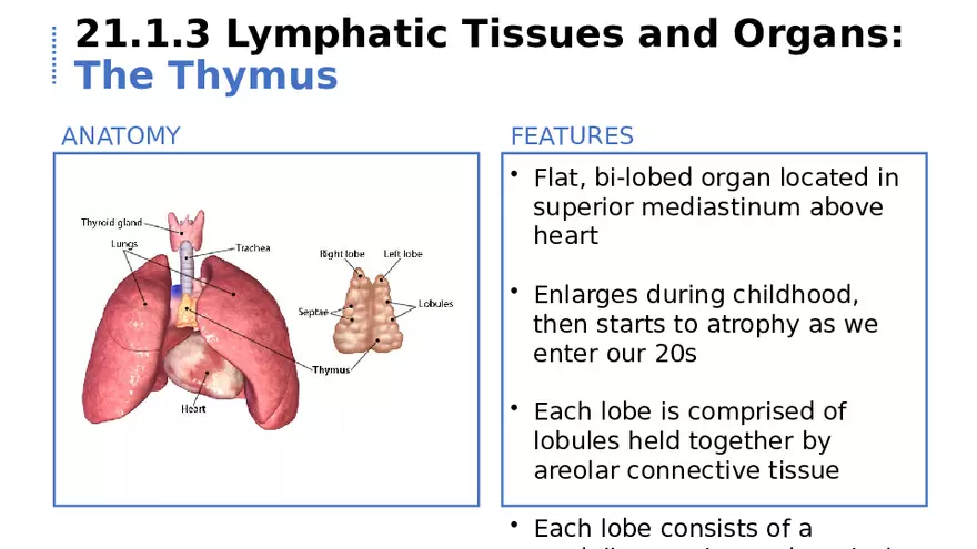 21.1 Lymphatic System - Page 8