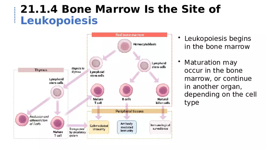 21.1 Lymphatic System - Page 9