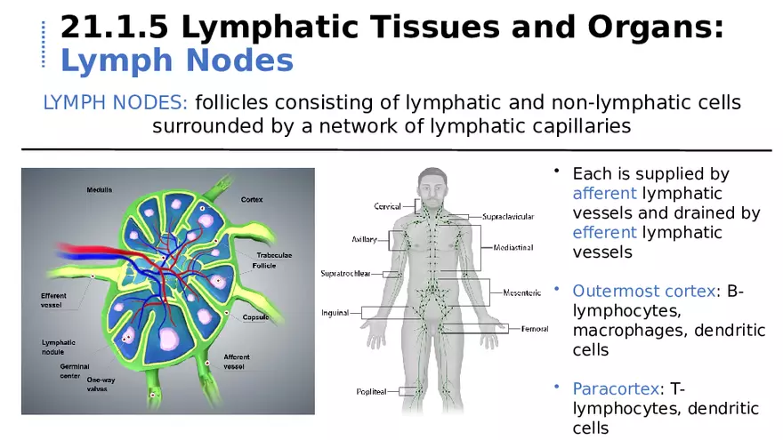 21.1 Lymphatic System - Page 10
