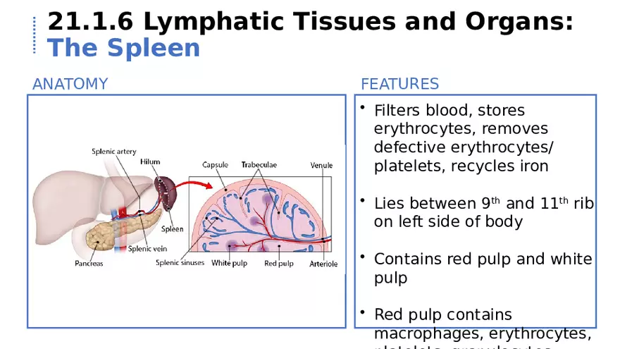 21.1 Lymphatic System - Page 11