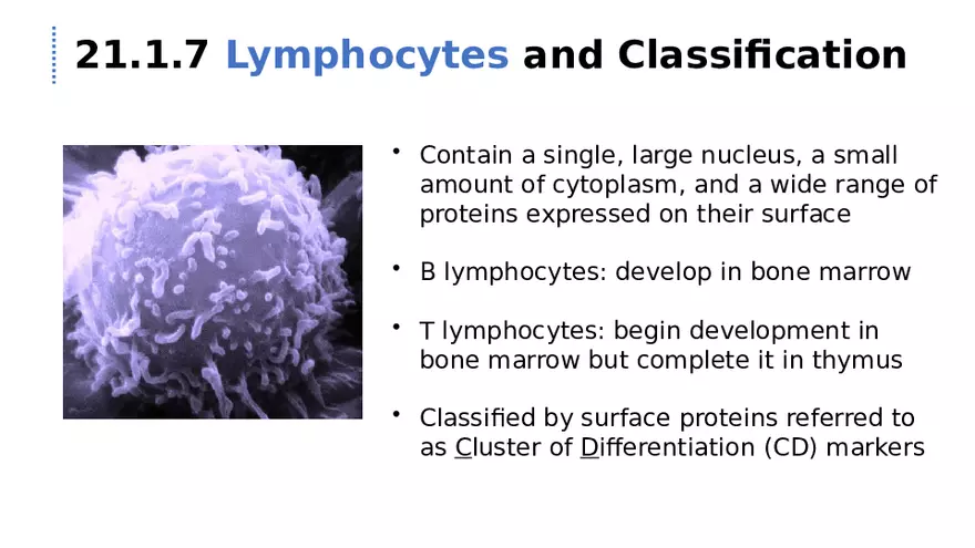 21.1 Lymphatic System - Page 12