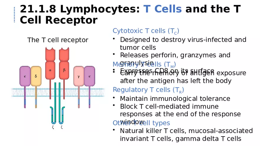 21.1 Lymphatic System - Page 13
