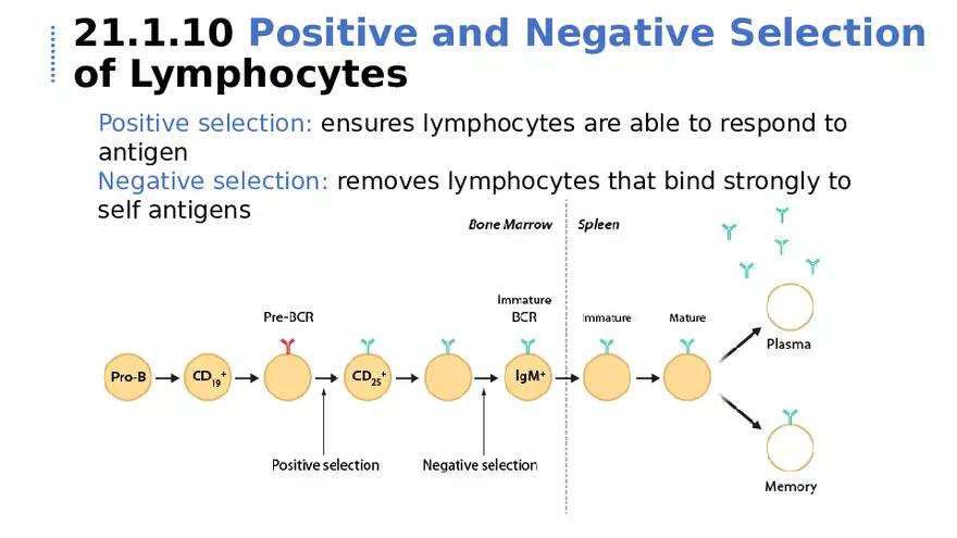 21.1 Lymphatic System - Page 4