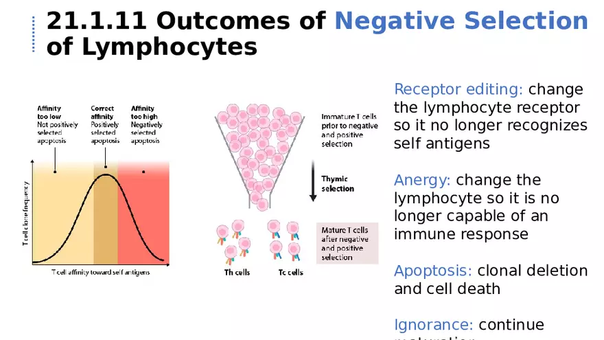 21.1 Lymphatic System - Page 5