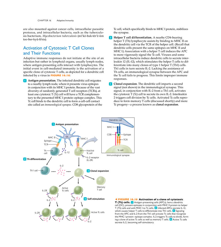Adaptive Immunity - Page 10