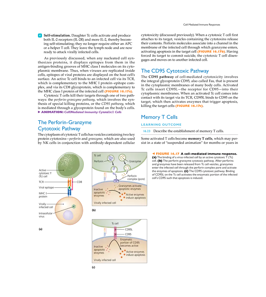 Adaptive Immunity - Page 11