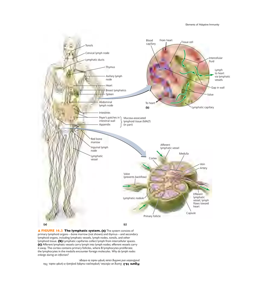 Adaptive Immunity - Page 13
