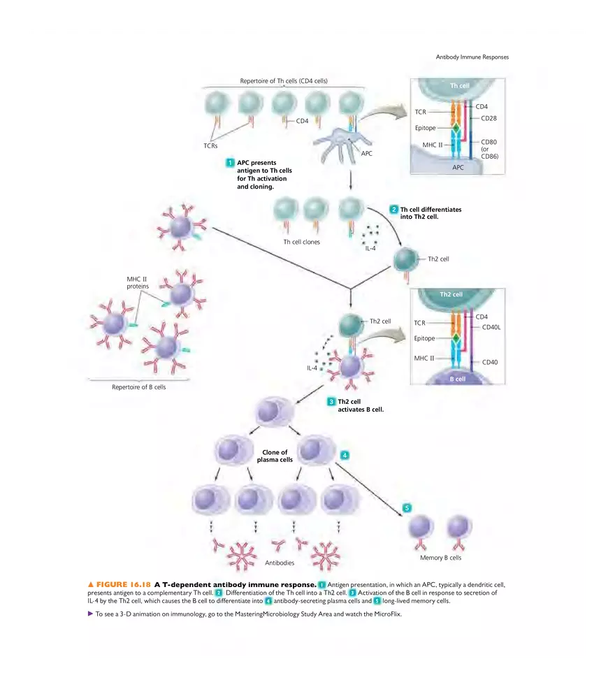 Adaptive Immunity - Page 14