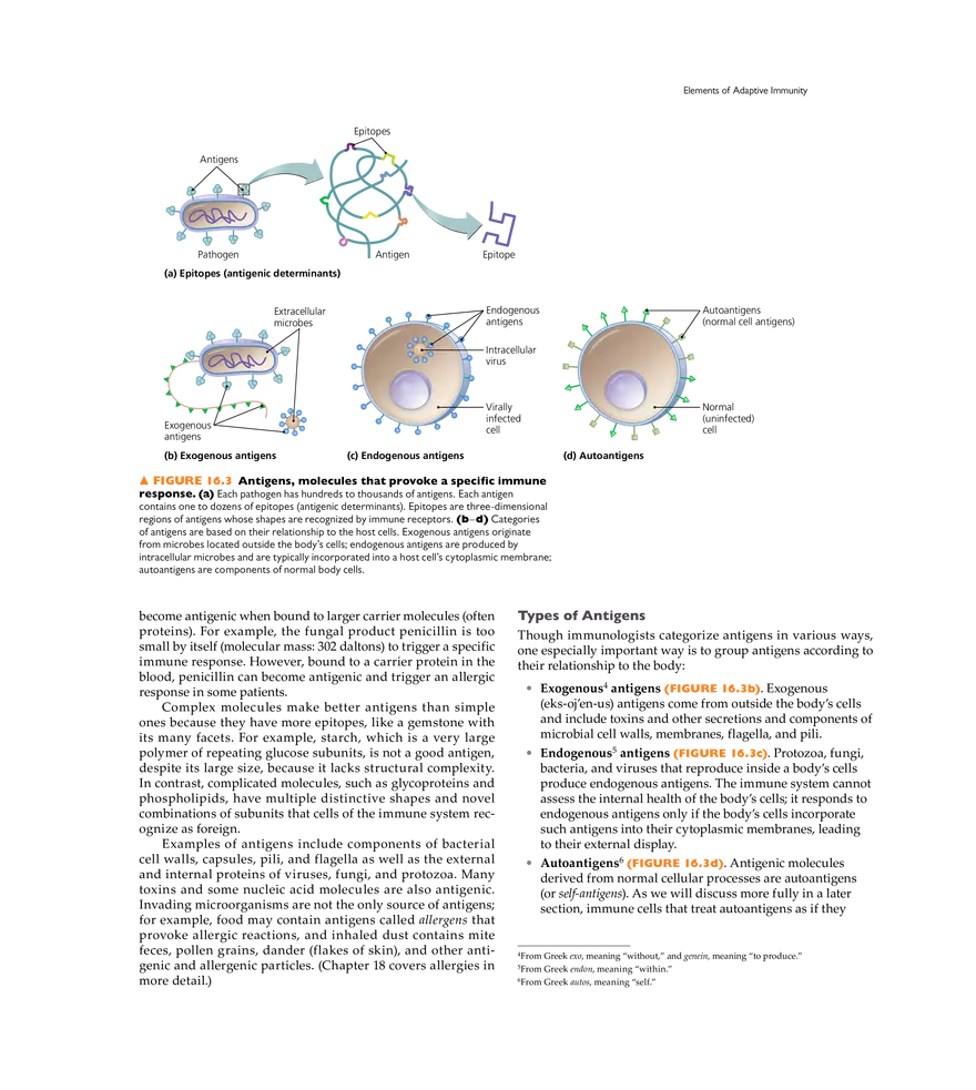 Adaptive Immunity - Page 25